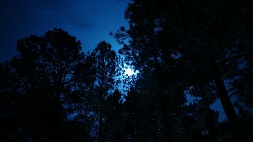 moonlight night moon