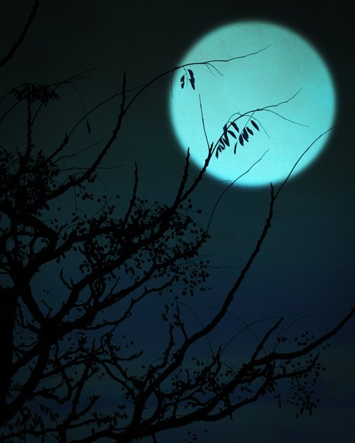 moonlight  tree  dark