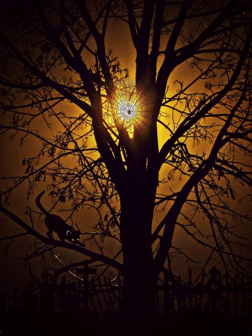 moonlight tree night
