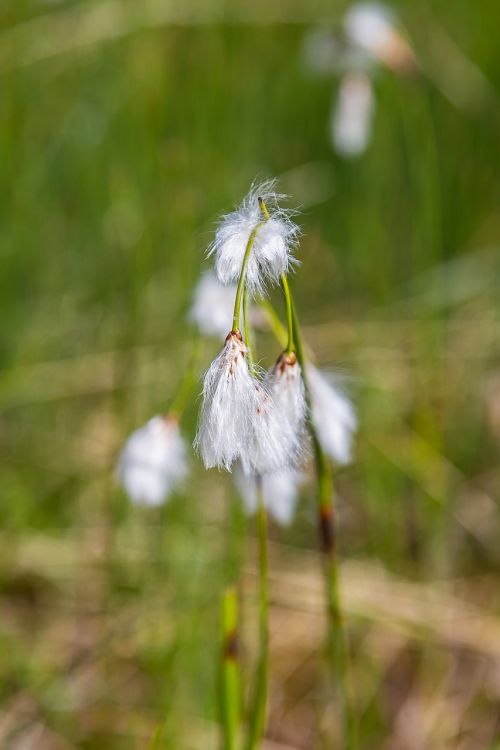 fleabane moor wetland