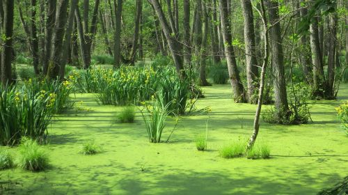 moor island water