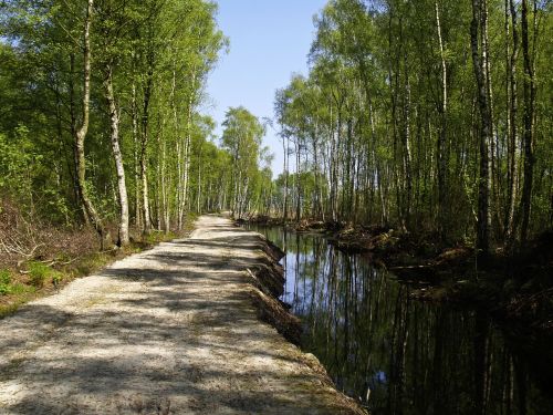 moor water birch