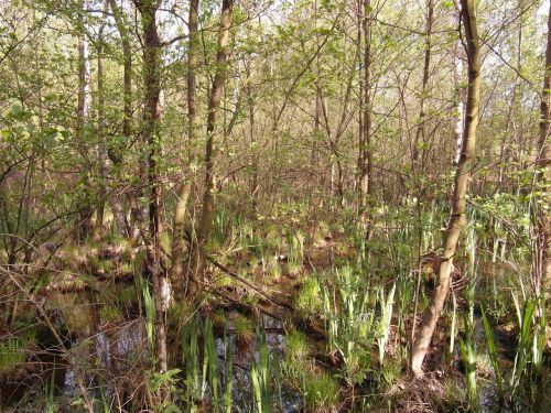 moor light forest