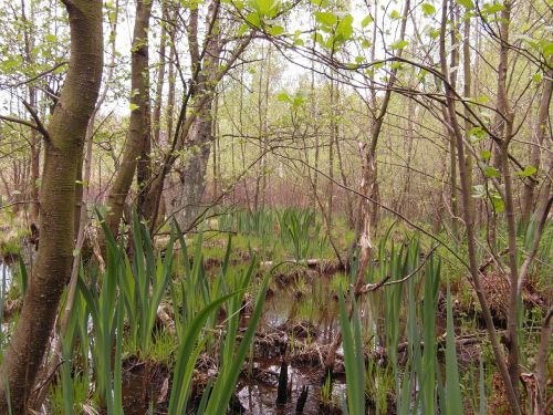 moor light spring