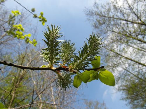 moor blossom grow