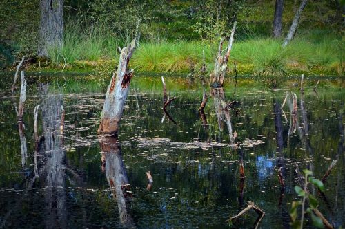 moor mirroring water