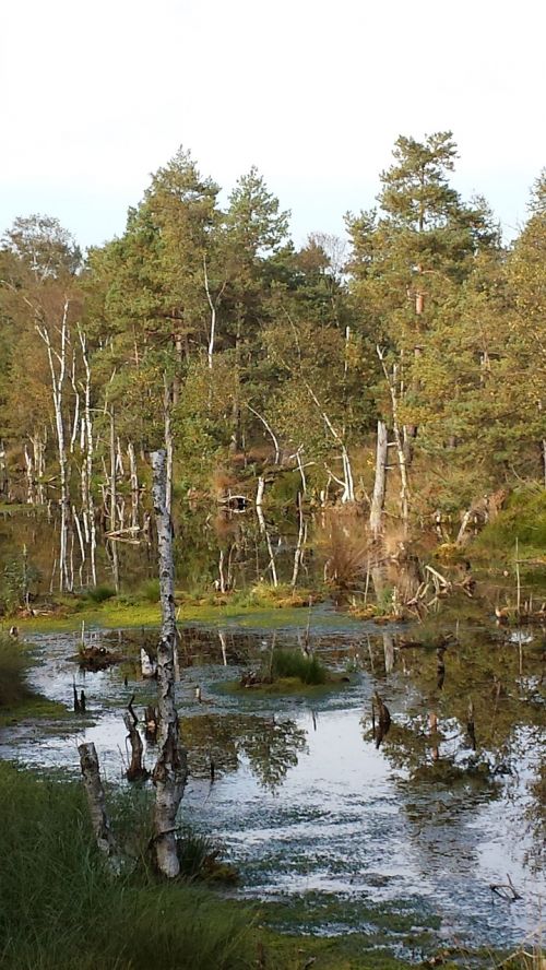 moor wetland swamp
