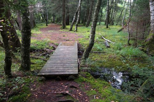 moor forest forest path