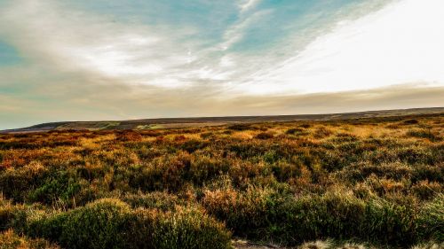 moor landscape nature