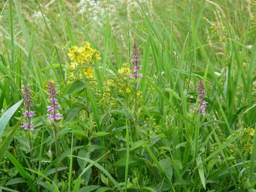 moor flowers swamp