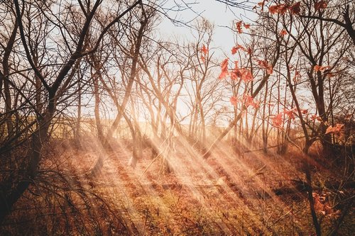 moor  rays  light