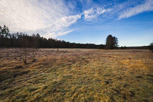 moor  landscape  meadow