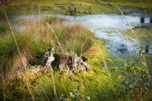 moor nature water