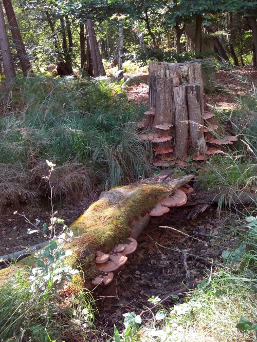 moor tree fungi log
