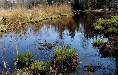moor pond reed