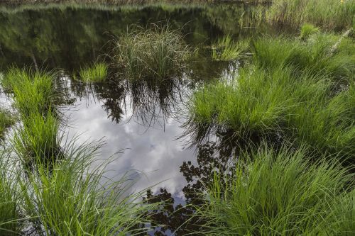 moor moorland swamp