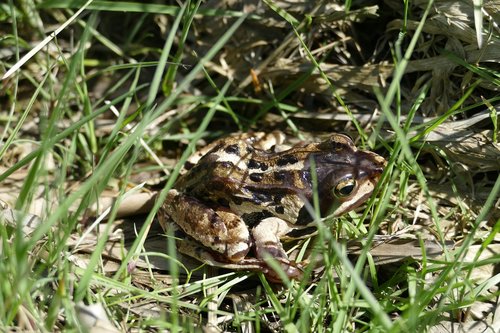 moor frog  frog  amphibian