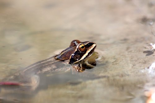 moor frog  rana arvalis  spring