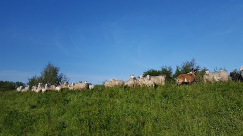moor german heath and borkum sheep