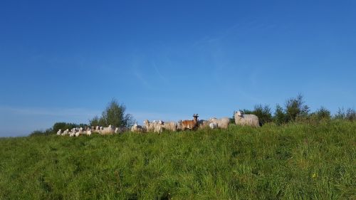 moor german heath and borkum sheep