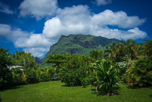 moorea garden south pacific