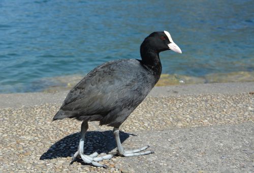 moorhen water bird water