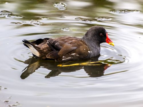 moorhen bird water bird