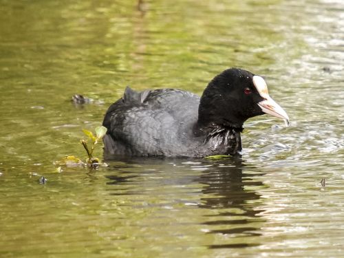 moorhen water bird bird