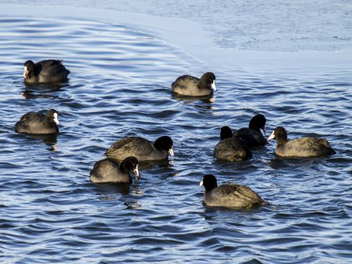 moorhen water bird bird