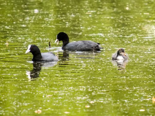 moorhen water bird bird