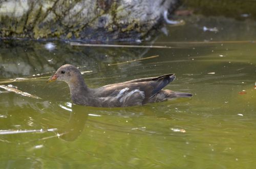 moorhen floating bird