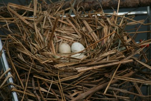 moorhen common moorhen nest