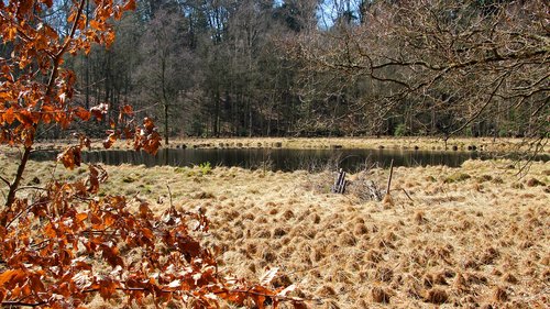 moorland  nature  autumn