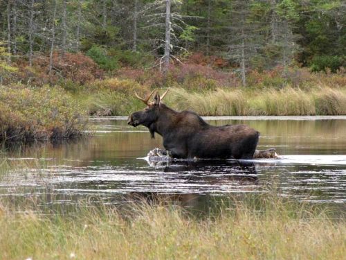 moose bull solitary