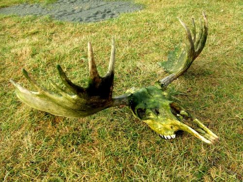 moose skull dead