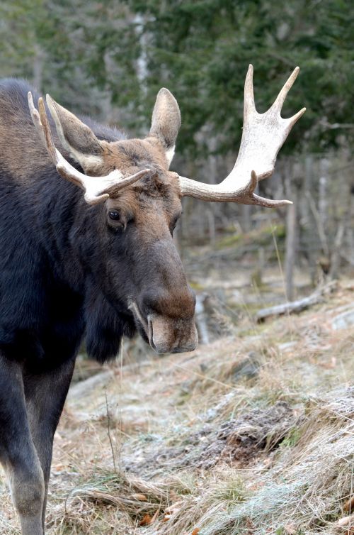 moose animal wild