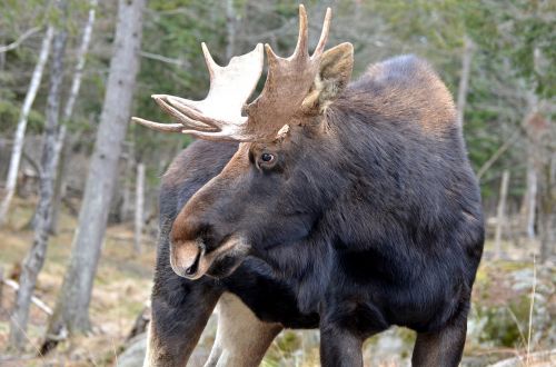 moose mammal wildlife