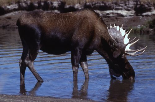 moose bull portrait