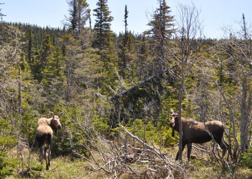 moose animal wildlife