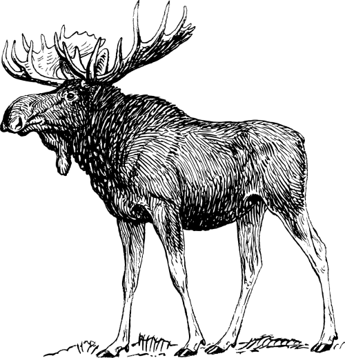 moose elk reindeer