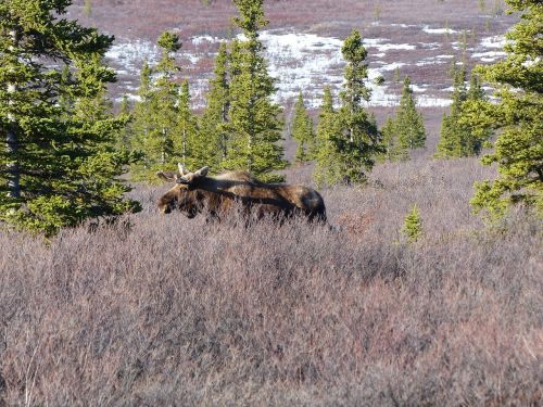 moose wild nature