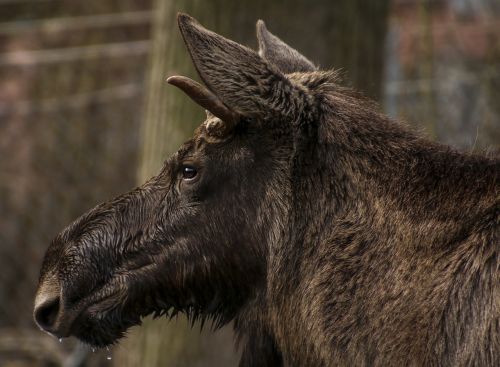 moose head profile