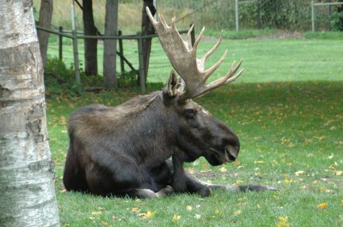 moose wild animal