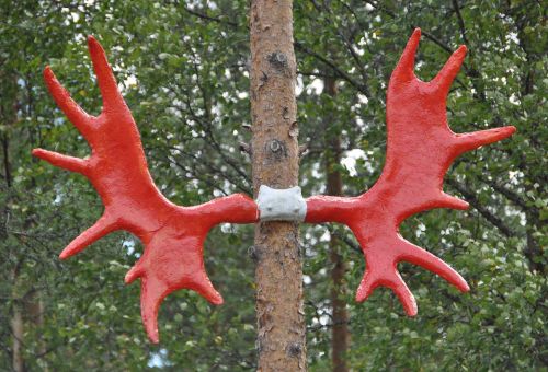 moose antler norway