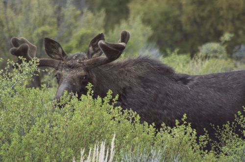 moose green mammal