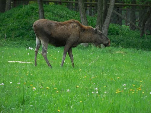 moose nature wildlife park