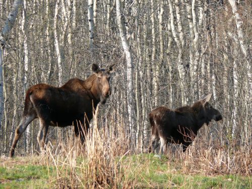 moose canadian animal