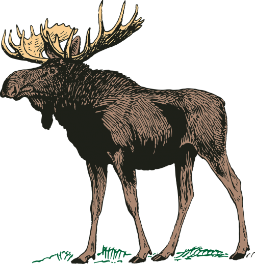 moose canada main