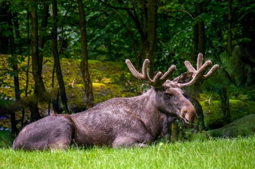 moose nature animals