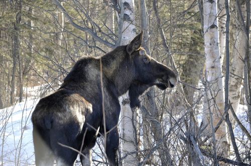 moose grazing animal